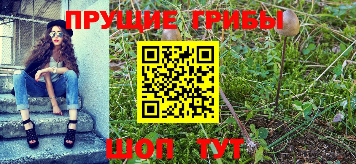Сертолово  Псилоцибиновые грибы Magic Shrooms  где можно купить   Вход с VPN  Галлюциногенные грибы MAGIC MUSHROOMS 